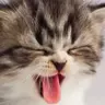 kitty3