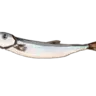 ししゃも