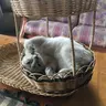 Pitta
